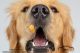 Golden-Retriever-Catches-Treat-in-Delaware