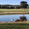Blue herons such as this one are not the only large birds that can be seen on the Rookery Golf course near Milton - and the reason for their presence may involve some of the golfers who play there. FRITZ SCHRANCK PHOTO