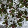 The abundant American holly provides food and shelter for a variety of birds as well as visual interest for people walking the winter trails in the Cape Region. ALICE MOHRMAN PHOTO