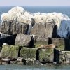 Three seals rest in the sun on one of the icebreakers in Delaware Bay, near Lewes on Feb. 14. Two are down by the water, while a third has hauled out on a higher rock. A layer of ice covers the top of the rocks, making it look like frosting on a birthday cake.
BILL SHULL PHOTOS