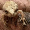 As warmer temperatures reach the Cape Region, the sound of spring peepers fills the air. ALICE MOHRMAN PHOTO