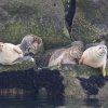 The sea walls and icebreakers in Delaware Bay are popular resting places for harbor and gray seals this time of the year. BILL SHULL PHOTO