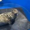 This grey seal was rescued from a dock on the St. Jones River near Dover and later transported for further observation at the New York Marine Rescue Center in Long Island, N.Y. SUBMITTED PHOTO