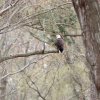 A resident bald eagle poses in the Fourth Street Preserve in Lewes. The birds have built a nest in the preserve. BILL SHULL PHOTOS