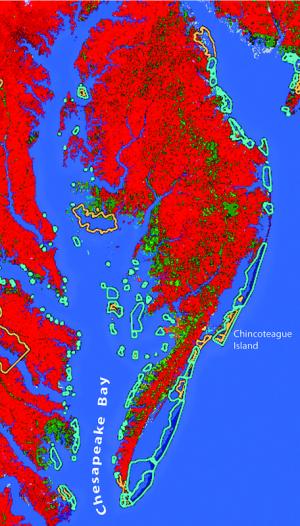 This image shows the loss of beaches in 2100. COURTESY U.S. FISH & WILDLIFE SERVICE
