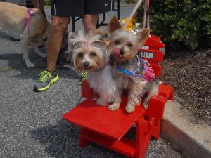 Gigi, left, and Lili act as lifeguards in the wading pool for some of the water dogs in attendance. BY STEVEN BILLUPS