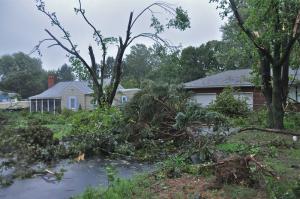 Dozens of trees and hundreds of branches are down along Donovan's Road just outside the city limits of Lewes off Savannah Road. BY RON MACARTHUR