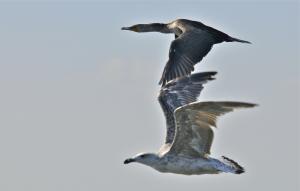 A cormorant and seagull spread their wings. BY RON MACARTHUR