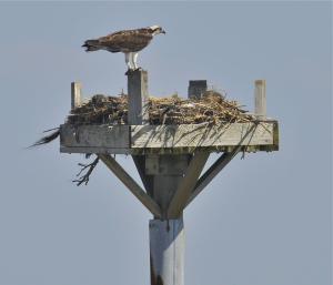 An osprey keeps a watchful eye over its nest. BY RON MACARTHUR