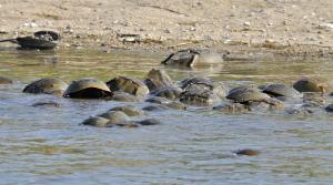 The end of the horseshoe spawning season is fast approaching; the harvest season begins in early June. BY RON MACARTHUR