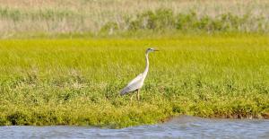 A heron takes pause in a marsh along Cedar Creek. BY RON MACARTHUR