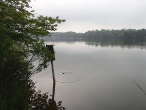 Good thing it can swim too.  But watch out for those snapping turtles! BY KATHI KARSNITZ