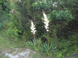 Yucca plants send out a tall white bloom from the center of their cactusy leaves. BY DENNIS FORNEY