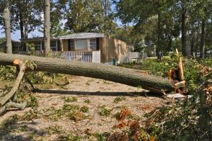 Several large trees in the Bayside community were toppled during the freak wind storm. BY RON MACARTHUR