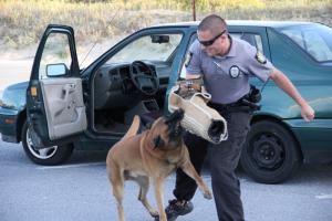 Biko also goes after offenders when summoned by his handler.  Here Officer Dillon Kashner, his arm protected by a jute shield, gets a taste of Biko's toothy persistence.