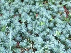 This is back in Delaware, some ground pine along Freeman Highway in Lewes with an amazing color. Ain't it purdy?