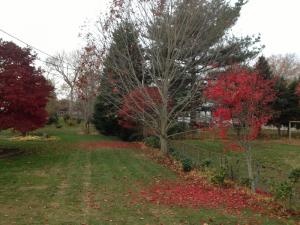 When trees lose their leaves, they often create colorful shadows visible even on the cloudiest days. BY DENNIS FORNEY