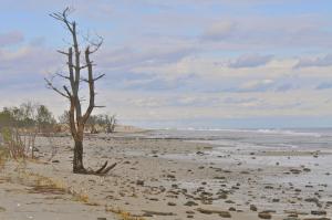 Sand and brush from a one-half mile section along Route 1 is gone. BY RON MACARTHUR