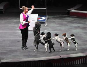 Trainer Cathy Carden, a seventh-generation circus performer, works with her ensemble of dogs. BY RON MACARTHUR