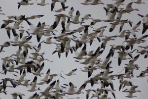 Like a storm swirling around a vortex, a flock of snow geese frames one of their own as it takes flight for greener pastures. BY DENNIS FORNEY