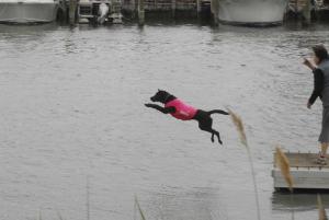 Georgie flies far off the park's dock in a demonstration by the Delmarva Dock dogs.