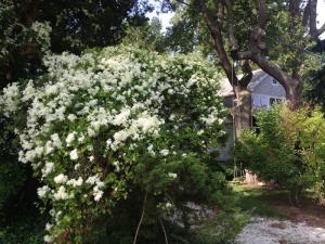 This is wild clematis here along the coast.  It came and went fast this year.  Blooms in early September on the shrubs and trees its vines cover. Reminds me that school is about to begin again. Smells as sweet as honey and jerks your nose around when you walk past.  Then, like snow on a warm day, it leaves quickly.
