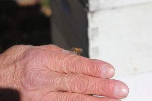 A lone Italian bee travels out of the hive on a chilly November day. Cash said Italian bees are gentle. BY MELISSA STEELE