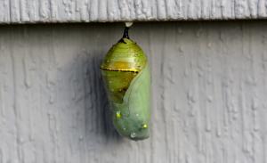 Caterpillars will soon emerge from the pupa stage as beautiful monarch butterflies. BY RON MACARTHUR