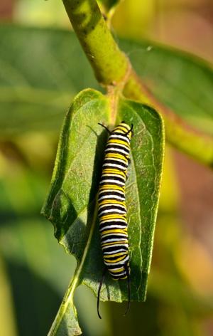 Monarch caterpillars cover milkweed plants in the Cadbury butterfly garden. BY RON MACARTHUR