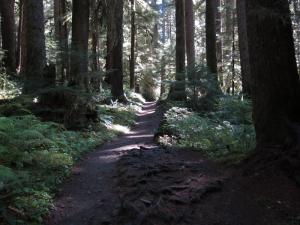 When you're done eating and drinking your way through some of the hot spots of Seattle, head westward to Olympic National Park.  On some of the most beautiful trails I've ever hiked, you will have no problem burning off a good bit of your fuel. The is the trail that leads to Sol Duc Falls, which is shown in the next photo.