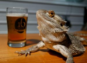 Bullet the bearded dragon made an appearance at 16 Mile Brewery's third annual Delaware Day celebration. BY MADDY LAURIA