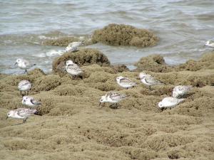 Some environmentalists, like Gregg Rosner with Surfrider, are concerned about negative environmental impacts of beach replenishment at Broadkill Beach on some species, like shorebirds. BY RICH KING