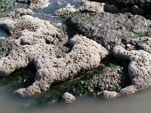 A U.S. Army Corps of Engineers spokesman said some species, such as the sandbuilder worm that creates these reef-like structures, will be disrupted by replenishment. BY RICH KING