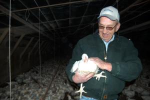 Millsboro farmer Wesley Clifton holds up one of thousands of seven-week-old chickens, which are almost ready to be shipped out. Clifton and his wife Mary raise chickens for Mountaire. BY MADDY LAURIA