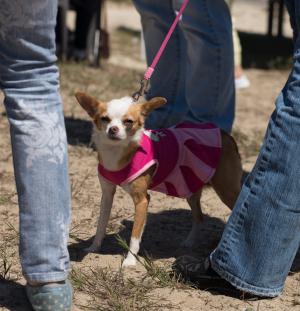 Reigning Racer Chloe says "Nobody scares me; I'm the fastest dog in town, andale, arriba!" BY DENY HOWETH