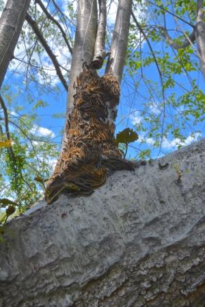Eastern tent caterpillars are mostly just a nuisance, but can defoliate a tree if left unchecked. BY RON MACARTHUR