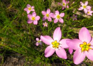 Talk about spectacular beauty.  These wildflowers graced a hummock in the midst of high tide bushes. They are small but their colors blow me away! BY DENNIS FORNEY