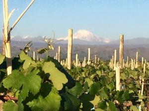 The Sposato family bought 250 acres of virgin land to create their vineyards in Argentina. SOURCE SUBMITTED