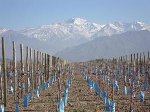 Sposato Family Vineyards is taking root at the base of the Andes mountains, just half an hour away from Aconcagua, the highest peak in North and South America. SOURCE SUBMITTED