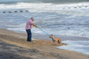 Greeted by a sliver of beach, this early-arriving greyhound runs in the waves. Greyhounds Reach the Beach starts Thursday, Oct. 8. BY RON MACARTHUR