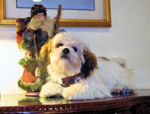 Rocco greeted guests as they entered Albert Frank's Fine Jewelry Shop on Front Street. BY NICK ROTH