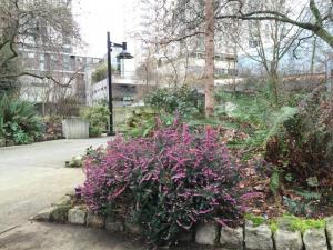 This flowering shrub was blooming promiscuously in the middle of January in a park in downtown Seattle. I sure would like to know what it is so I could import it eastward.