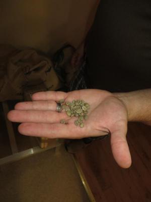 Unroasted coffee beans are green and bitter until they are roasted, Beachy Bean co-owner Dennis Marcoux says. BY MOLLY MACMILLAN