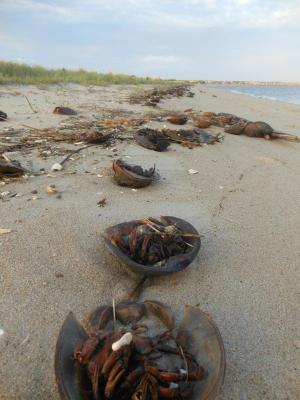 Hermine hasn’t brought the expected rain, but winds are still causing higher than usual tides. Here a line of horseshoe crabs mark the night’s high tide. CHRIS FLOOD PHOTO