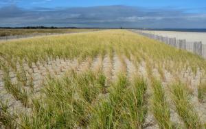 The dune restoration project includes a section of Unit 1 to ensure the integrity of the saltwater marsh already in place. RON MACARTHUR PHOTO
