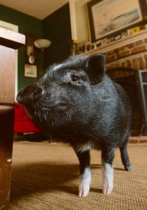 Franklin, a Vietnamese pot-bellied pig, has helped with Kyle’s therapy of his hands and upper body.