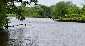 Within 24 hours, the Broadkill River was mostly clear of fungi that had erupted on the surface, turning the river a yellow-gold color. MADDY LAURIA PHOTO
