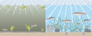 This graphic shows the difference between a water body suffering from nutrient pollution, left, and a healthy estuary. IMAGE COURTESY OF CIB