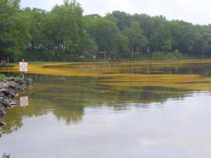 Hyphomycetes, a fungus that breaks down leaves and organic matter in aquatic environments, erupted in Delmarva waterways May 22. Here, the fungi turns the Nanticoke River yellow. SUBMITTED PHOTO