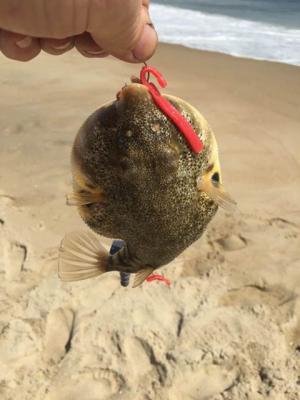 A northern puffer caught in the surf.